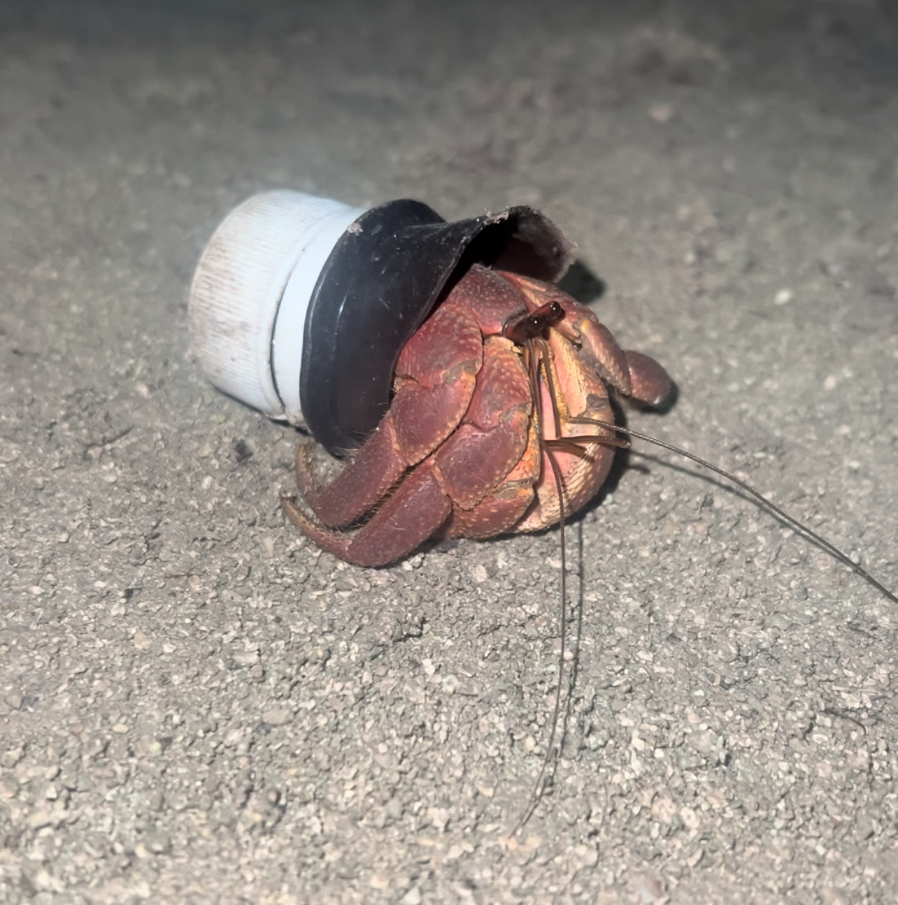 A hermit crab using a plastic bottle cap as a shell on a sandy beach