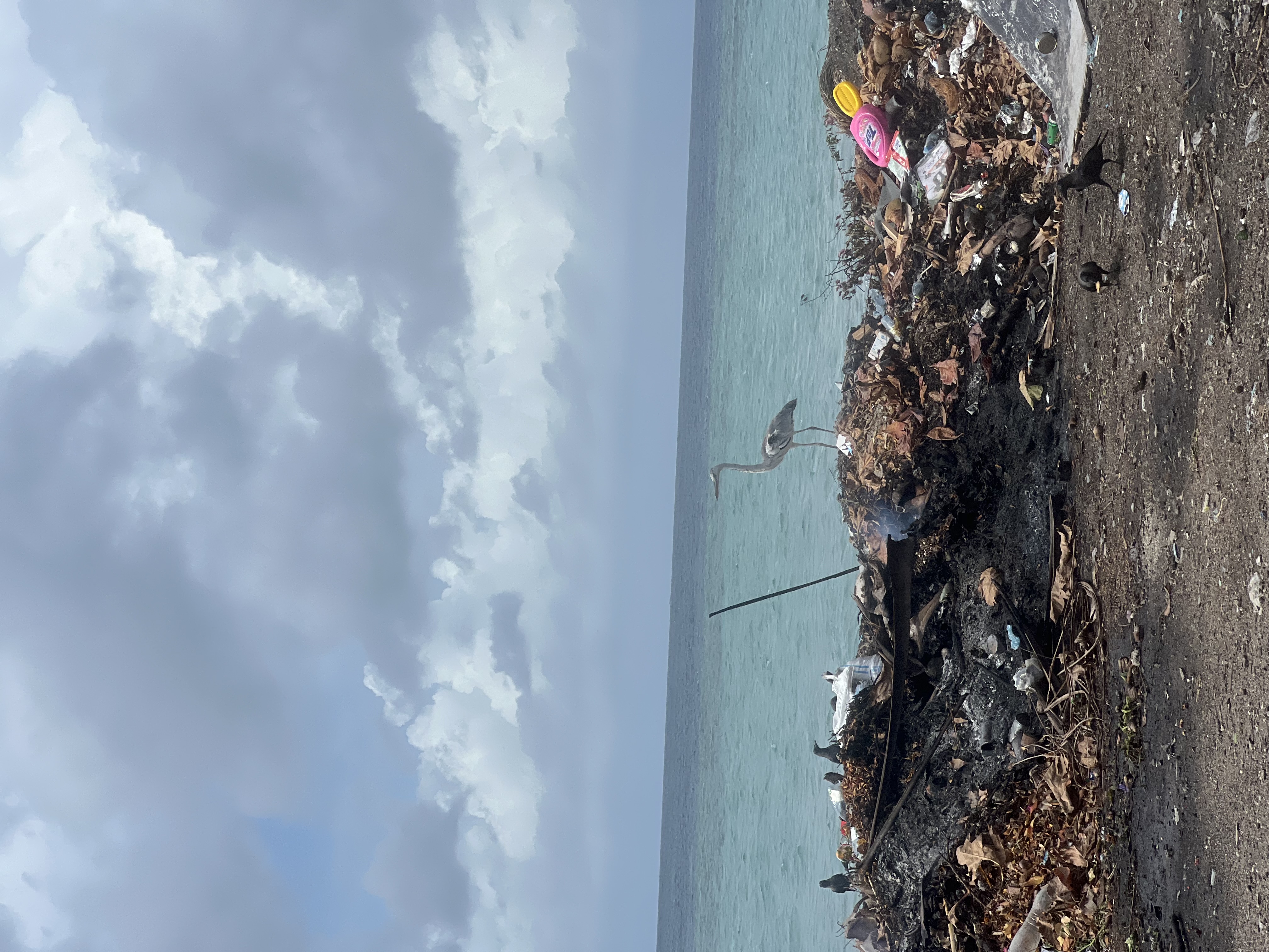 A bird amongst plastic waste on a beach